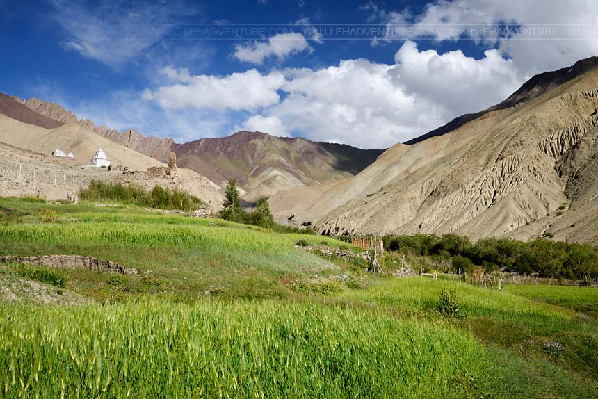 Green fields, Markha valley trek, Ladakh