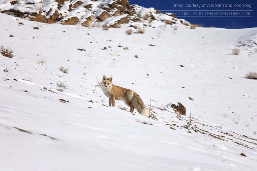 Wildlife of Ladakh, fox in snow